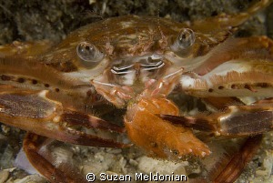 Happy Crab Eating . . .crab legs? by Suzan Meldonian 